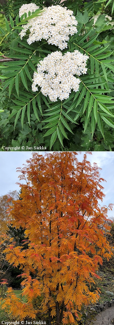 Sorbus ulleungensis 'Dodong'